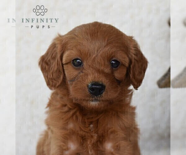 Medium Photo #1 Cavapoo Puppy For Sale in DORNSIFE, PA, USA