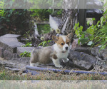 Small #11 Pembroke Welsh Corgi