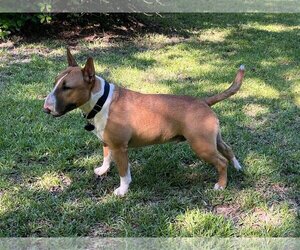 Bull Terrier Dogs for adoption in New Orleans, LA, USA
