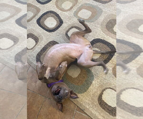Medium Photo #5 American Pit Bull Terrier-German Shepherd Dog Mix Puppy For Sale in Osgood, IN, USA