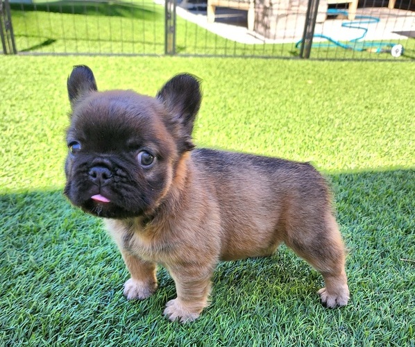 Medium Photo #12 French Bulldog Puppy For Sale in LAS VEGAS, NV, USA