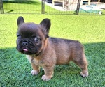 Small #11 French Bulldog