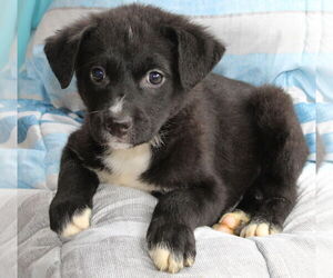 Labrador Retriever-Unknown Mix Dogs for adoption in Prattville, AL, USA