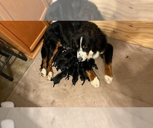 Bernese Mountain Dog Puppy for sale in LEXINGTON, NC, USA