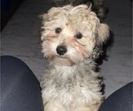 Small Photo #15 Maltipoo (Miniature) Puppy For Sale in PALMDALE, CA, USA