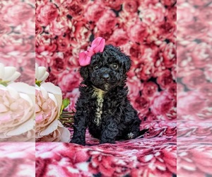 Poodle (Toy) Puppy for sale in NARVON, PA, USA