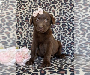 Labrador Retriever Puppy for sale in BRIDGETON, PA, USA