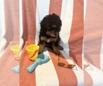 Small Photo #28 Miniature Bernedoodle Puppy For Sale in AUBURNDALE, FL, USA