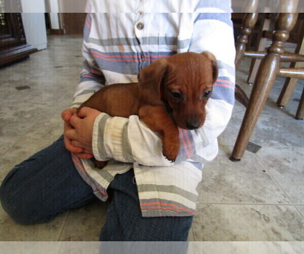 Medium Photo #12 Dachshund Puppy For Sale in OWEN, WI, USA