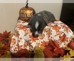 Small Photo #9 Pembroke Welsh Corgi Puppy For Sale in VANDALIA, MO, USA