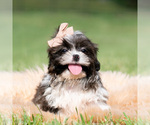 Puppy 3 Shih Tzu