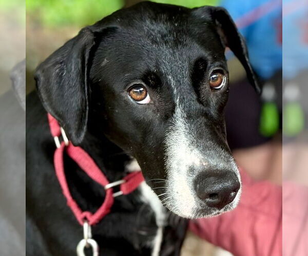 Medium Photo #4 Greyhound-Labrador Retriever Mix Puppy For Sale in Canton, CT, USA