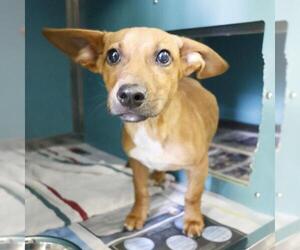 Dachshund Dogs for adoption in San Antonio, TX, USA