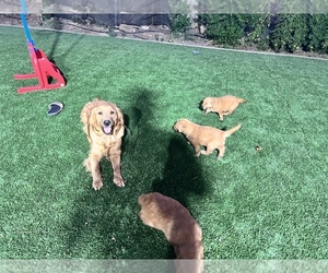 Golden Retriever Puppy for sale in SPRING VALLEY, CA, USA