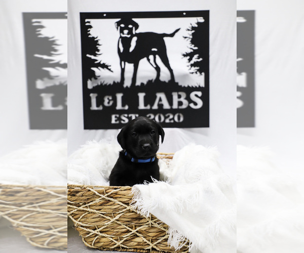 Medium Photo #1 Labrador Retriever Puppy For Sale in BOONVILLE, MO, USA