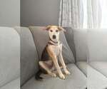 Small Siberian Husky Mix