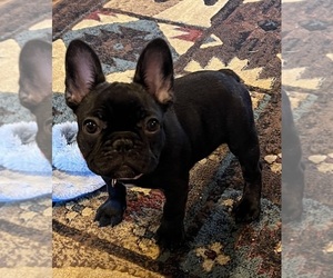 French Bulldog Puppy for sale in BOLIVAR, MO, USA