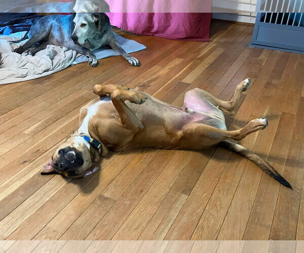 Medium Photo #3 Mutt Puppy For Sale in Germantown, OH, USA