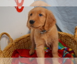 Small Photo #7 Golden Retriever Puppy For Sale in GREENWOOD, WI, USA