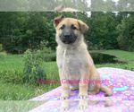 Small #4 German Shepherd Dog