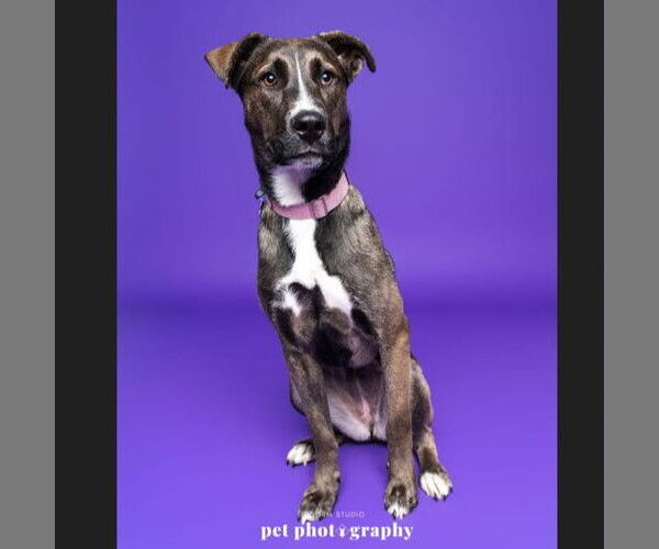 Medium Photo #5 Siberian Husky-Unknown Mix Puppy For Sale in Fargo, ND, USA