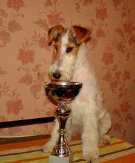 Wire Fox Terrier Puppy for sale in MANHATTAN, NY, USA