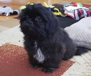 Shih Tzu Puppy for sale in LAKEVILLE, MN, USA