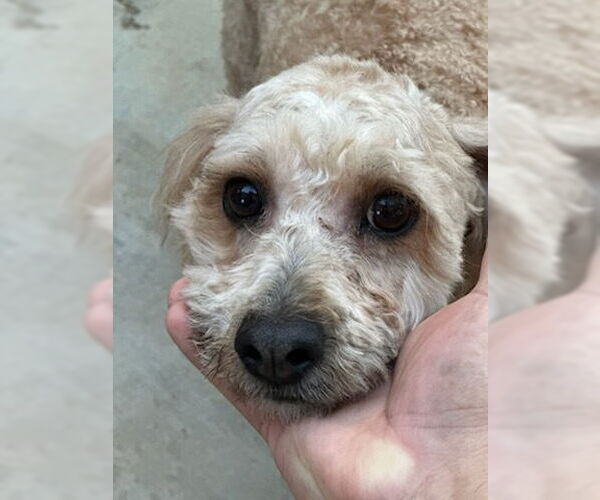 Medium Photo #1 Poodle (Miniature) Puppy For Sale in Dana Point, CA, USA