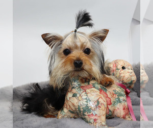 Yorkshire Terrier Puppy for sale in LOS ANGELES, CA, USA