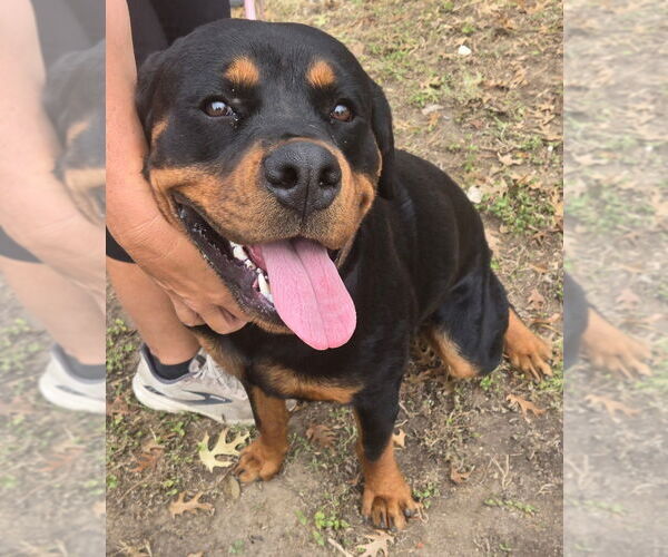 Medium Photo #1 Rottweiler Puppy For Sale in San Antonio, TX, USA