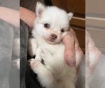 Small Photo #22 Pomsky Puppy For Sale in GOLDEN VALLEY, AZ, USA