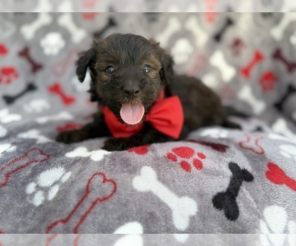 Medium Photo #2 Aussiedoodle Miniature  Puppy For Sale in LAKELAND, FL, USA