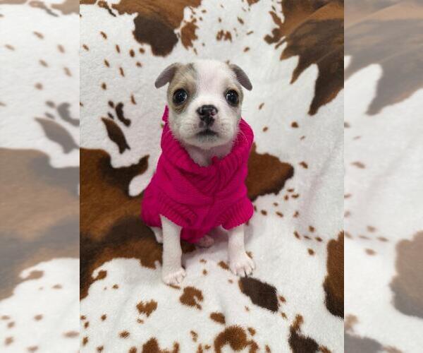 Medium Photo #1 Boston Terrier-Unknown Mix Puppy For Sale in Oakland Park , FL, USA