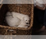Small Photo #10 English Cream Golden Retriever Puppy For Sale in ALTO, MI, USA