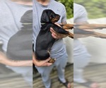 Puppy White collar Doberman Pinscher