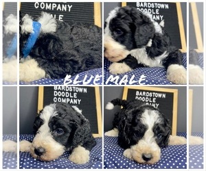 Sheepadoodle Dogs for adoption in BARDSTOWN, KY, USA