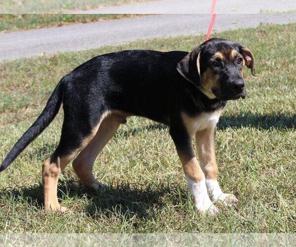 Medium Photo #1 Boxer-Unknown Mix Puppy For Sale in Prattville, AL, USA