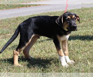 Boxer-Unknown Mix Dogs for adoption in Prattville, AL, USA