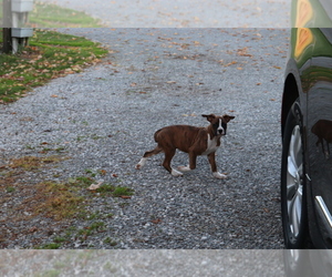 Boxer Puppy for sale in SHILOH, OH, USA