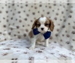 Small #1 Cavalier King Charles Spaniel