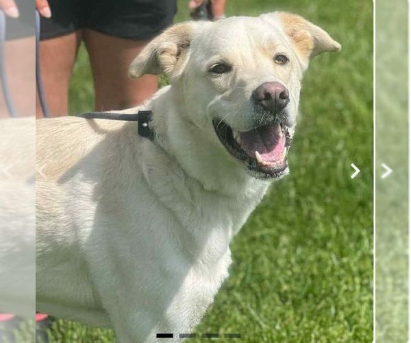 Medium Photo #1 Unknown-white german shepherd Mix Puppy For Sale in Martinsburg, WV, USA
