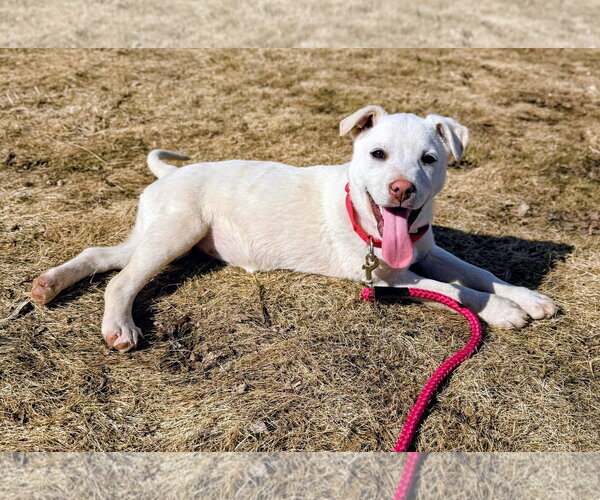Medium Photo #1 Mutt Puppy For Sale in Cottage Grove, MN, USA