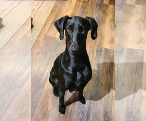 Doberman Pinscher Dogs for adoption in Minneaoplis, MN, USA
