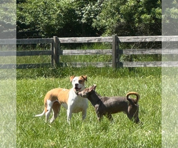 Medium Photo #3 Mutt Puppy For Sale in Germantown, OH, USA