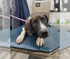 Mutt Dogs for adoption in Mobile, AL, USA