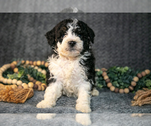 Medium Bernedoodle (Miniature)