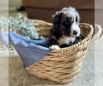 Small #4 Bernedoodle