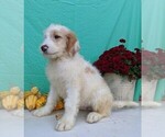 Small Photo #4 Miniature Bernedoodle Puppy For Sale in FREDERICKSBG, OH, USA