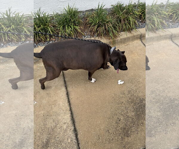 Medium Photo #8 Labrador Retriever-Unknown Mix Puppy For Sale in Sanford, FL, USA