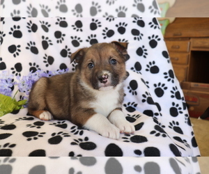 Border Collie-Unknown Mix Puppy for sale in SHILOH, OH, USA